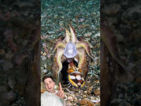 El acto de amor más rápido 😱  #animales  #Pesca #peces # #naturaleza #playas #viajes