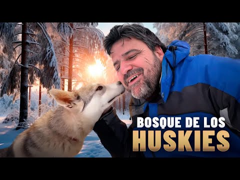 BOSQUE DE LOS HUSKIES