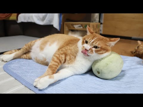 プリンスメロン枕猫の癒しの時間とかわいいシーン集 サムネイル