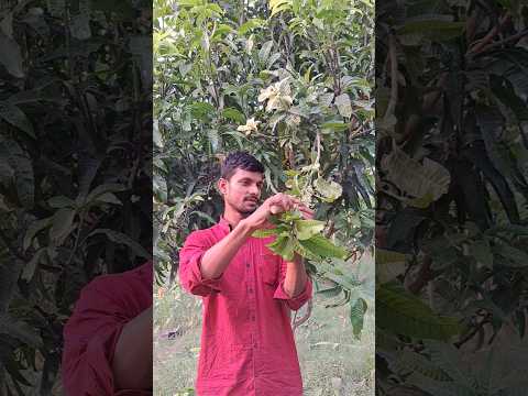 आम के पौधे पर ग्राफ्टिंग करने का आसान तरीक। Mango plants grafting #mangotree  #gardening #shortsfeed