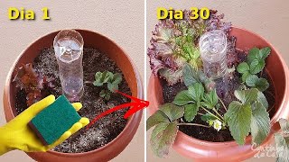 Truque simples de irrigação faz plantas crescerem o DOBRO!
