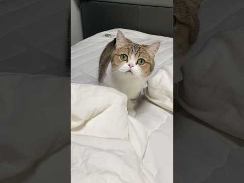 반갑다고 인사하는 고양이 I’m happy to see you