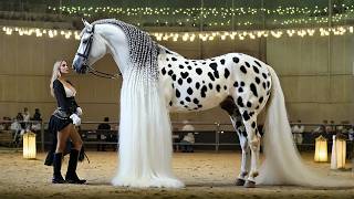 ¡Los Caballos Más Famosos del Mundo! Estas Razas de Caballos Son Auténticas Maravillas Divinas!