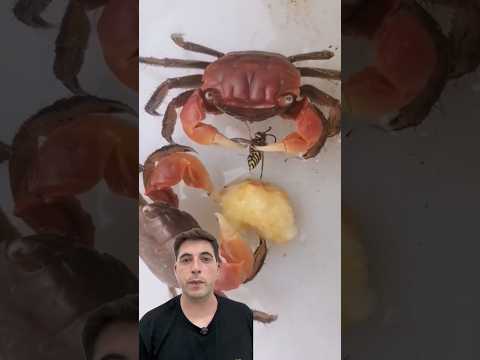 Avispa pica a cangrejo 😱 #curiosidades #playa #pesca #peces #animales #naturaleza