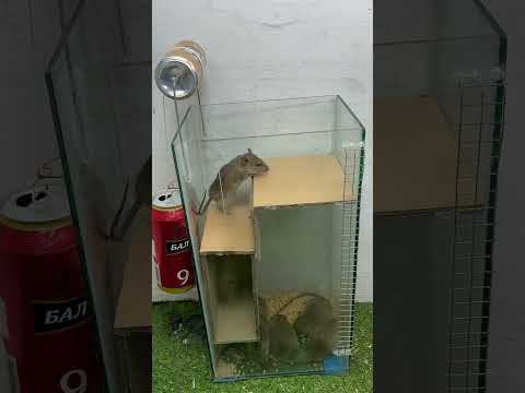 The world's most perfect homemade Mouse trap idea/best Mouse trap at home #rat