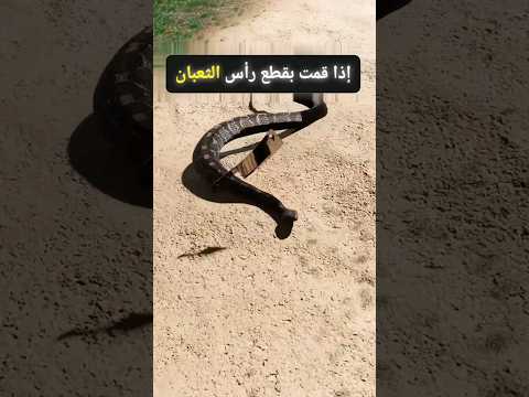 إذا قمت بقطع رأس الثعبان#Shorts
