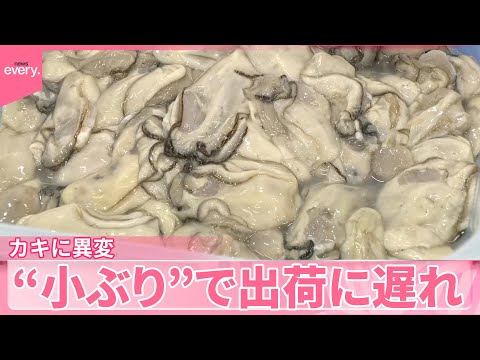 【カキに異変】“小ぶり”で出荷に遅れ　海水温高く成長進まず…飲食店にも影響
