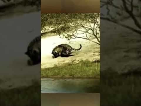 Macan Tutul Salah Pilih Mangsa #shorts
