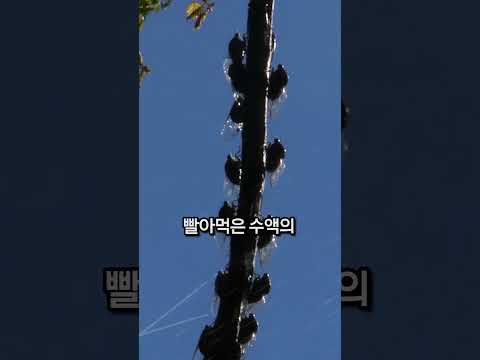 한여름 맑은 날 나무 위에서 물이 떨어지는 이유