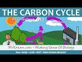 Carbon Cycle and Ecosystem Interactions