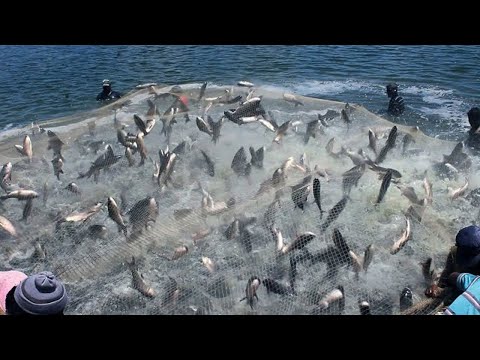 Amazing skills... Fishing With Nets - You won't believe how many fish