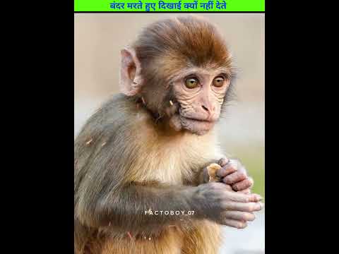 बंदर मरते हुए दिखाई क्यों नहीं देते 😲😦 Factoboy_07 #shorts #youtubeshorts