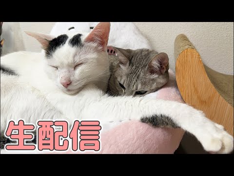 猫の動画サムネイル - 5/4 GWのまったり猫配信！