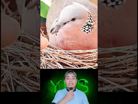 BURUNG TEKUKUR |Susilo ok #shorts #feedshorts
