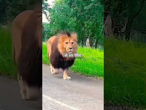 LION ATTACKED HIM! (How He Survived)π¦π#viral
