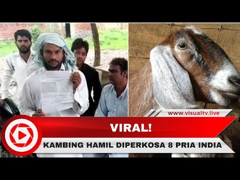 Download Video Sadis! 8 Pria Di India Perkosa Kambing Hamil Hingga Mati, #JusticeForGoat Viral Di India Download Video Sadis! 8 Pria Di India Perkosa Kambing Hamil Hingga Mati, #JusticeForGoat Viral Di India
