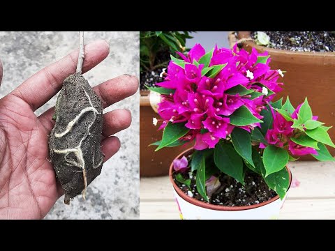 Best Way To Propagate Bougainvillea