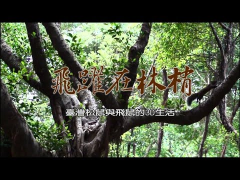 飛躍在林梢—台灣松鼠與飛鼠的3D生活（精簡版） - YouTube