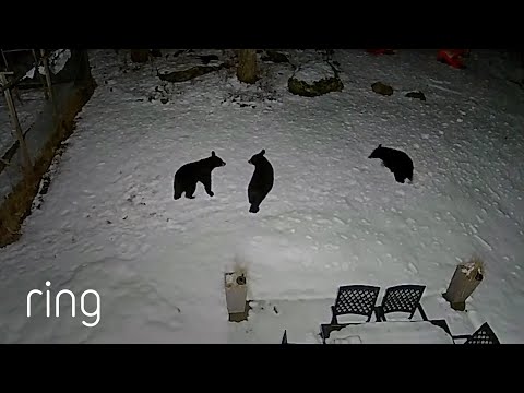 Mama Bear and Playful Cubs Wander Through Backyard | RingTV