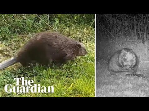 Wild beaver makes surprise daytime appearance in Wales