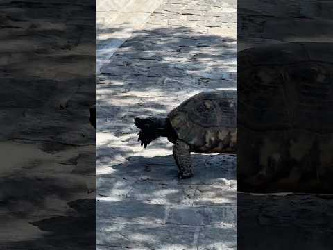 ¡Llevé a mi ABUELA a la ACRÓPOLIS! 🏛️👵 (Día 4 de crucero) #shorts