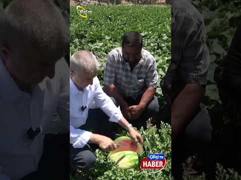 Gaziantep'te Domates, Biber, Patlıcan, Salatalık, Kavun Ve Karpuz Hasadı Başladı