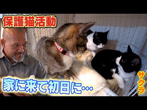 【保護猫生活1日目】何も飲まず食わずだったサクラが遂に・・・サンシャイン池崎さんの1番弟子ラミレスさん