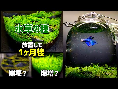 【水草の種 放置して1カ月】水草の種＋100均ボトルで作った【水草の絨毯ボトルアクアリウム】その後/ベタ飼育