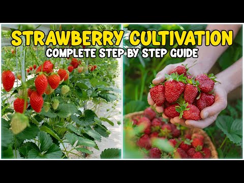 Strawberry Cultivation - Complete Guide | Strawberry Farming