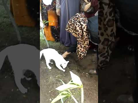 cat crying on Grave 🪦🪦 #cat #shortsfeed #crying #sadcat