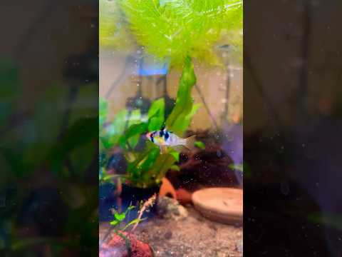 Dutch Rams! #ram #fishkeepinghobby #aquascape #fis 