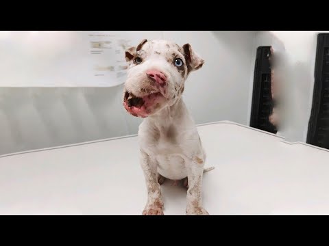 Kicked in the Face, This Puppy Miraculously Survived and Became the Pride of a Loving Family!