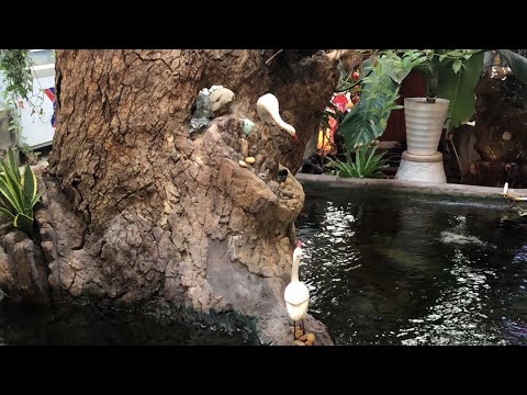 Tree in Koi Aquarium