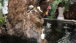 Tree in Koi Aquarium