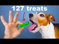 Dog Treats and Reactions