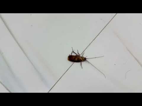 তেলাপোকার তেলেসমাতি