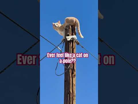 This Adventure Isn’t Going Well…#catproblems #adventurefail #trappedcat #fypシ゚viral  #fypyoutube
