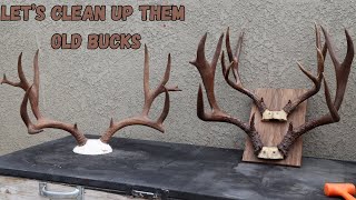 HOW TO MOUNT DEER ANTLERS CROWN MOUNTING 101
