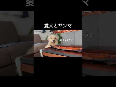 愛犬とサンマ