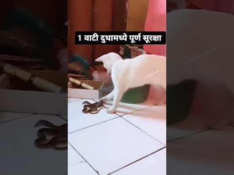 #शेतकरी #sorts #virelvideo @shetkariputra_ @Shetkari.mitra87