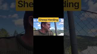 Sheep Herding