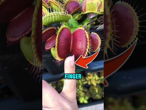 Touching a Dangerous Plant and This Happened‼️😱