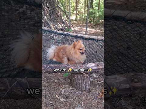 The Universal Puppy Rules ? #shorts #dog #pomeranian