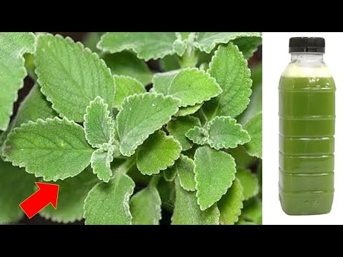 1 folha destrói Diabetes, Colesterol Ruim, Gordura, Inflamações, Úlceras (Você sabia disso?)
