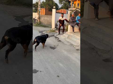 Rottweiler Daisy Rocked🗿Grandfather shocked😱❌#rottweiler #shorts #funny #doglover