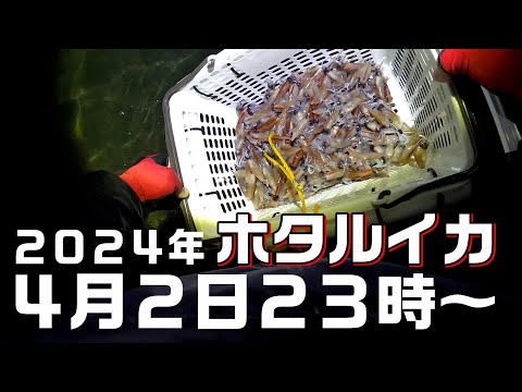 ホタルイカ掬い】2024年4月2日23時～今年は連日良いですね！