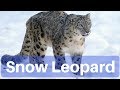 Snow Leopard Conservation and Ecology