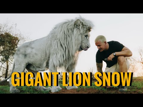 Walk with the Gigant Lion Snow - Dean Schneider