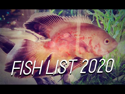 Tank Tours | All Our Fish 2020 After finishing editing and uploading I realized I forgot Male Betta - Blue Orchid, Baby Betta - Kin