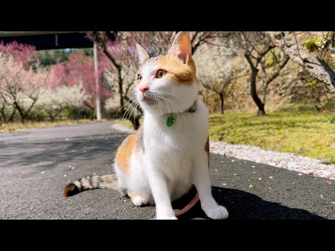うみ と梅を見に行ったよ。【アシタカとサン】カリンバ演奏